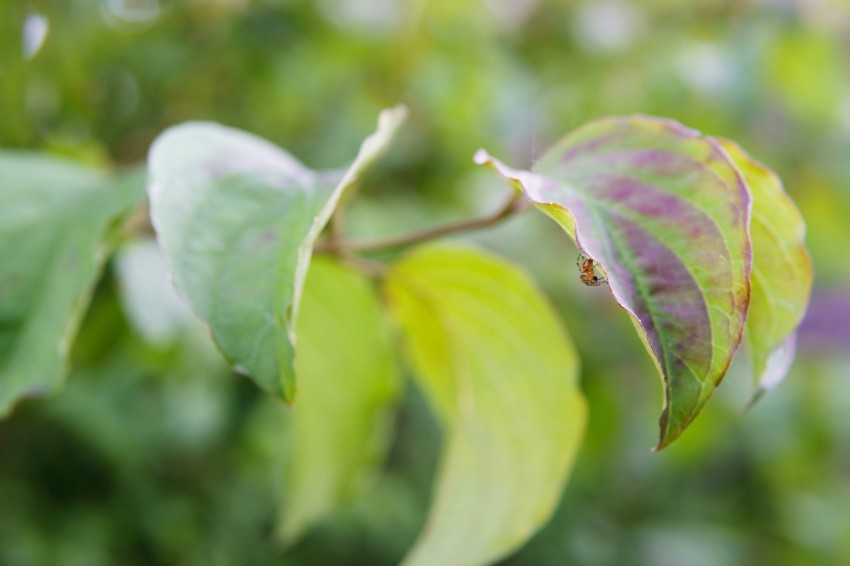 a close up of a leaf on a tree