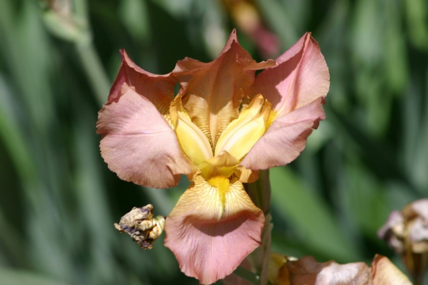 a pink and yellow flower with green leaves in the background