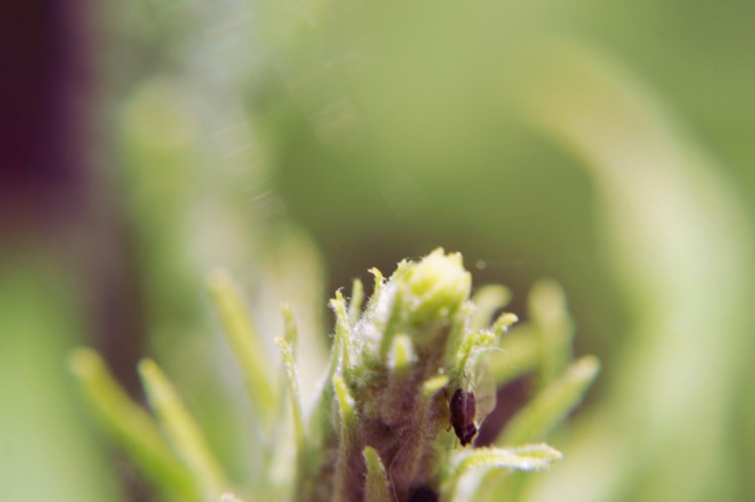 a close up of a plant with a blurry background