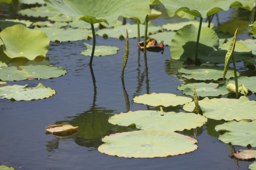 a pond filled with lots of water lilies ojM