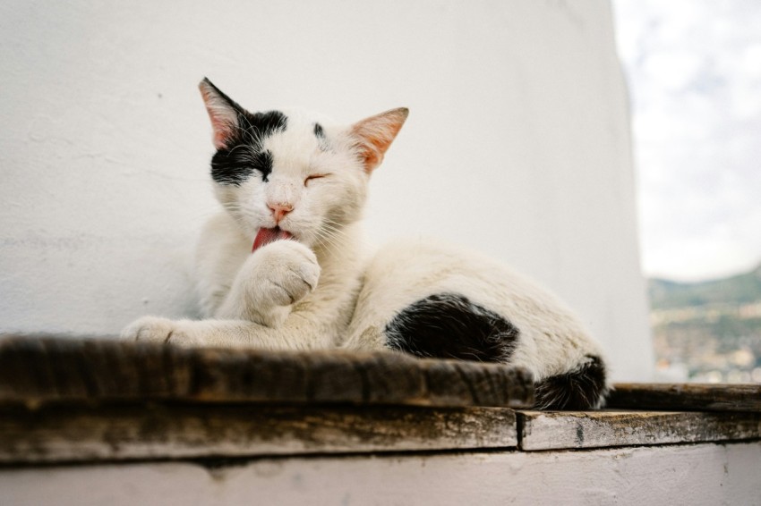 a black and white cat laying on a ledge