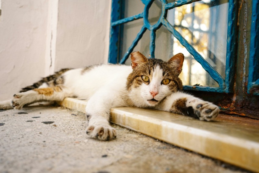 a cat laying on the ground next to a window