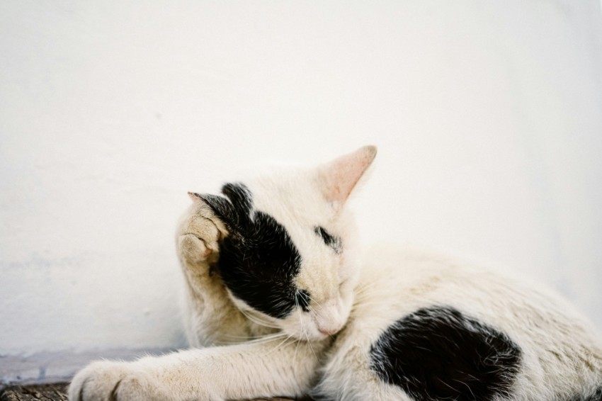 a black and white cat laying on the ground