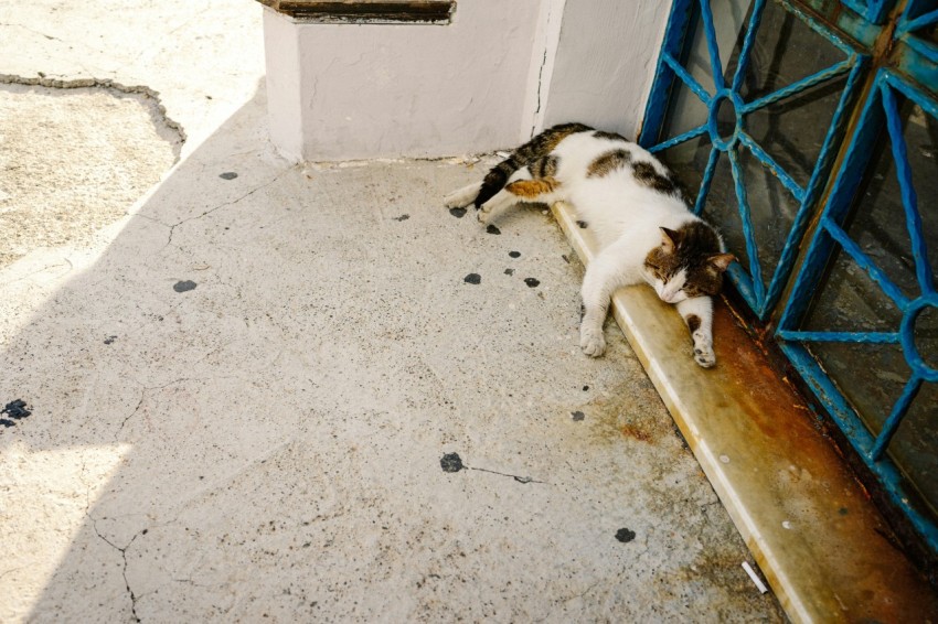 a cat laying on the side of a building