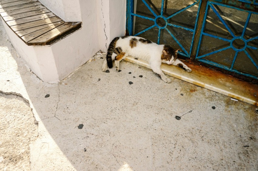 a cat that is laying down on the ground