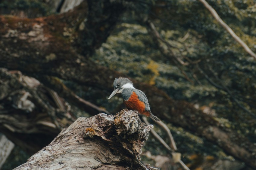 a bird sitting on a tree branch in a forest