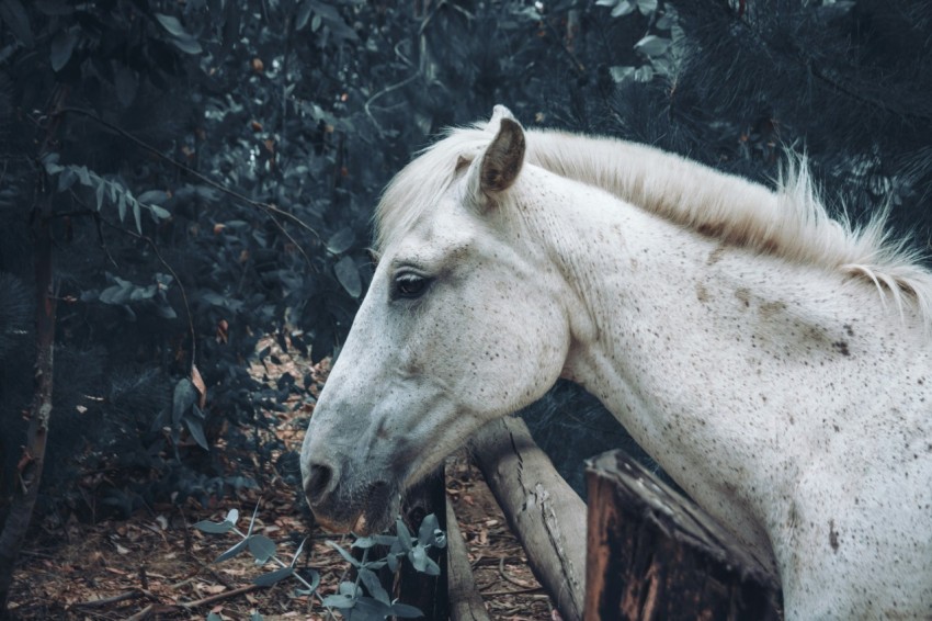 a white horse standing next to a wooden fence