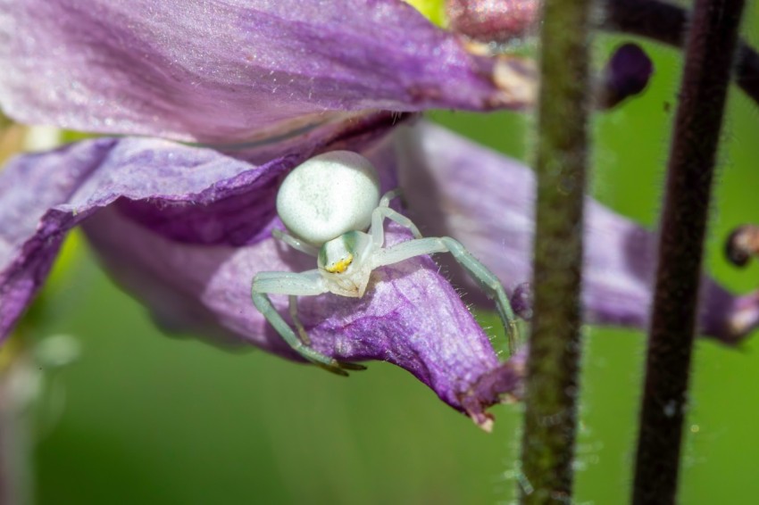 a purple flower with a white spider on it