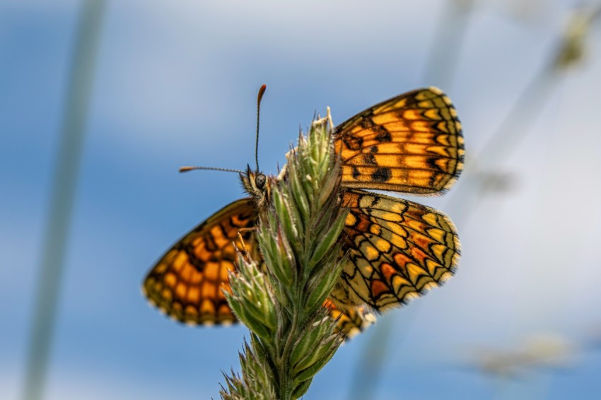 a couple of orange butterflies sitting on top of a plant