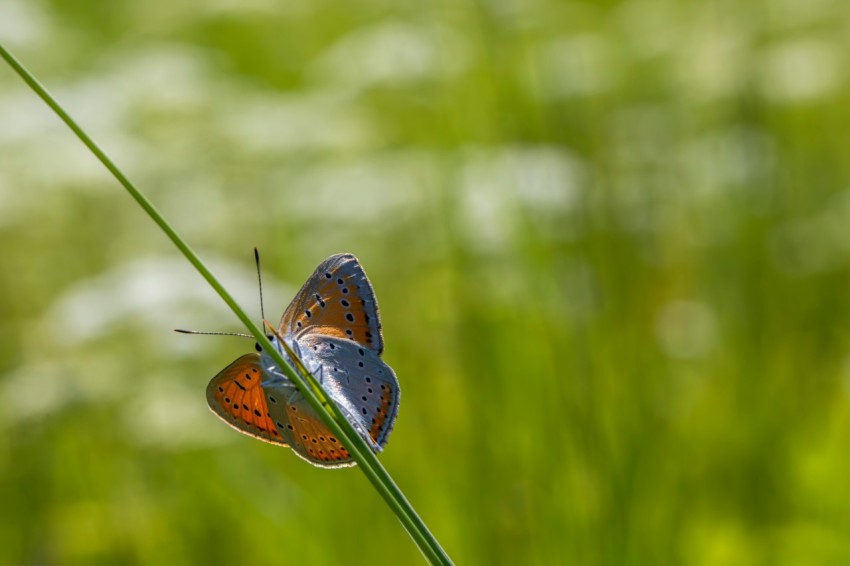 a butterfly sitting on top of a green plant