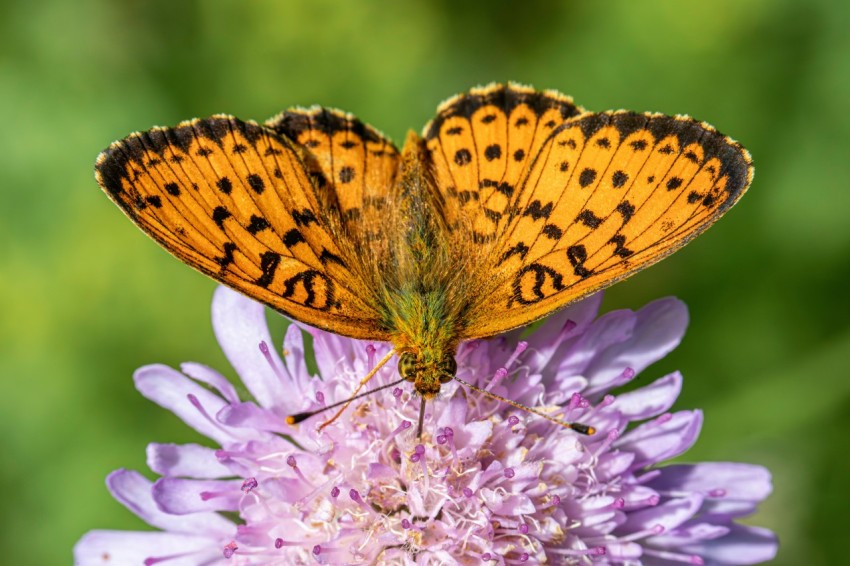 two butterflies sitting on top of a purple flower  SS