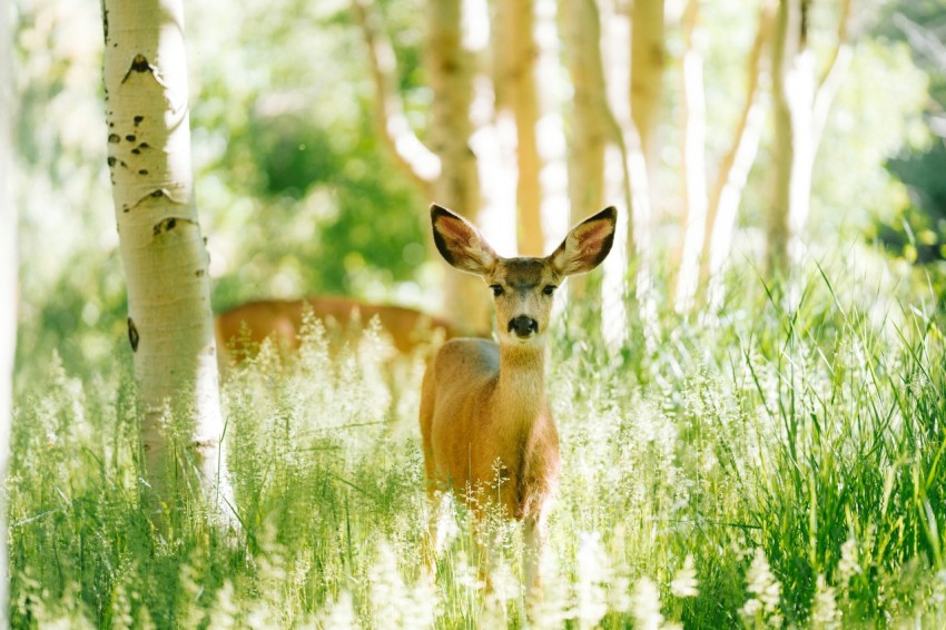 a deer standing in the middle of a forest