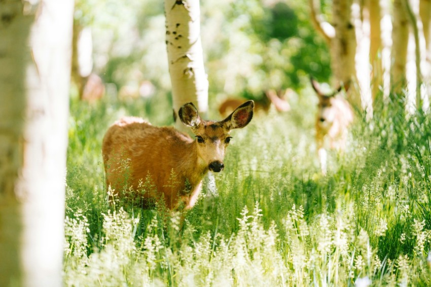 a deer standing in the middle of a forest