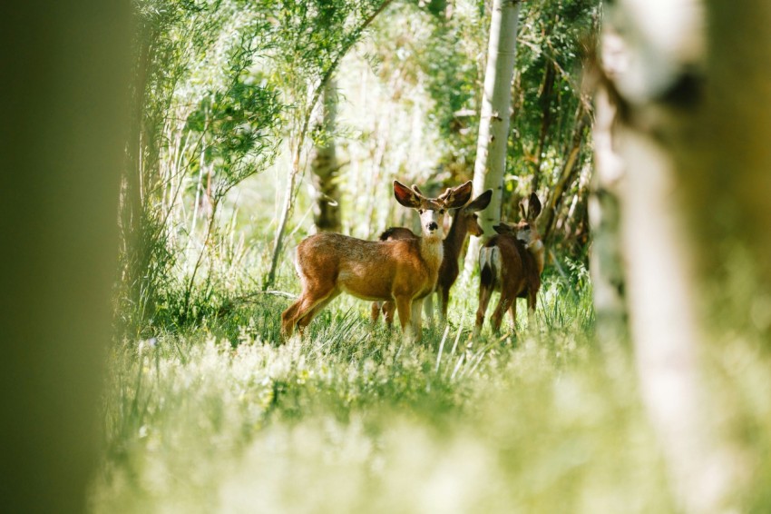 a group of deer standing next to each other in a forest