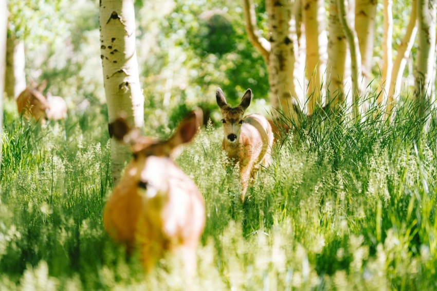 a couple of deer standing next to each other in a forest