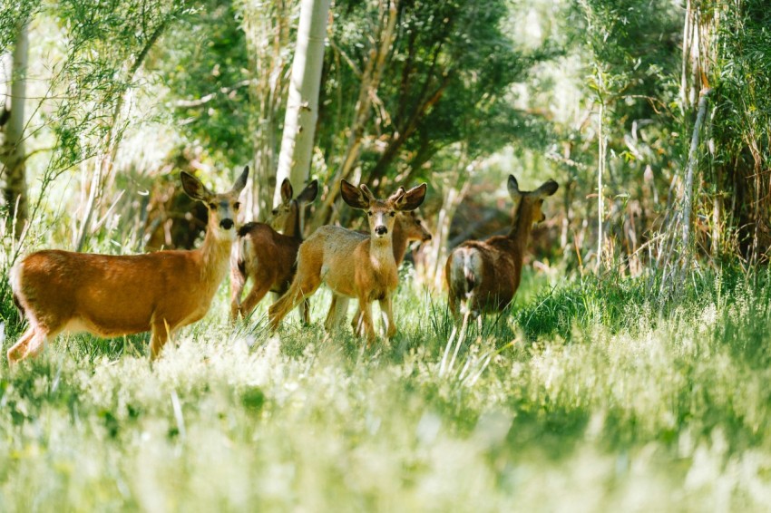 a herd of deer walking through a lush green forest