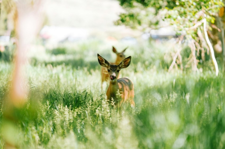 a small deer standing in a lush green field