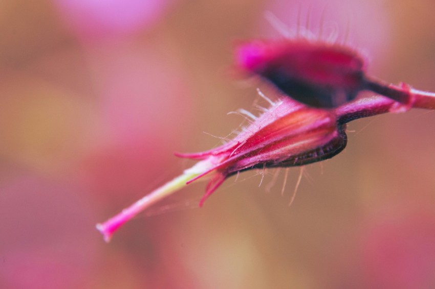 a close up of a pink flower with a blurry background