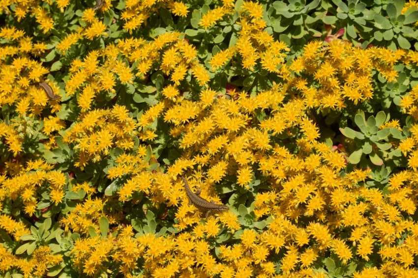 a field of yellow flowers with green leaves