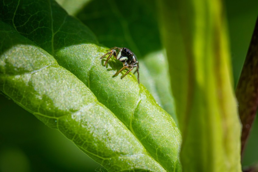 a bug sitting on top of a green leaf