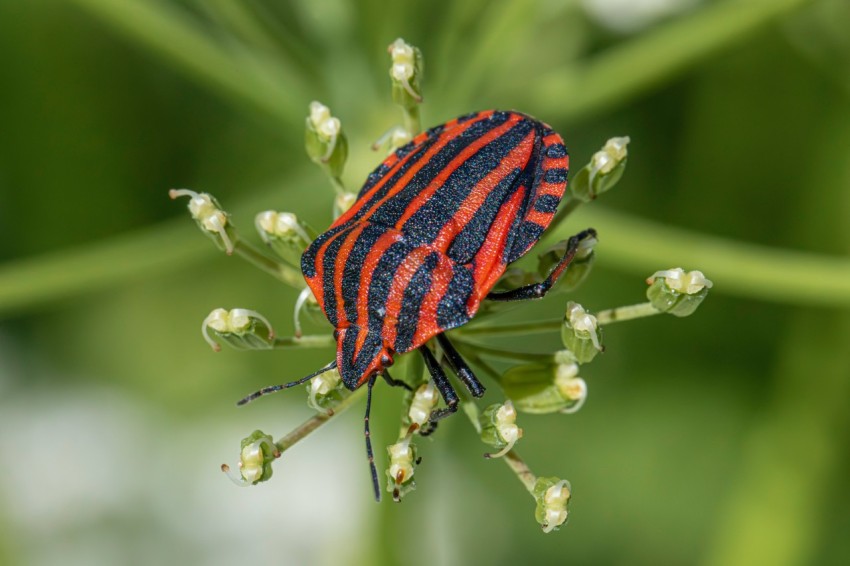 a red and black bug sitting on top of a green plant