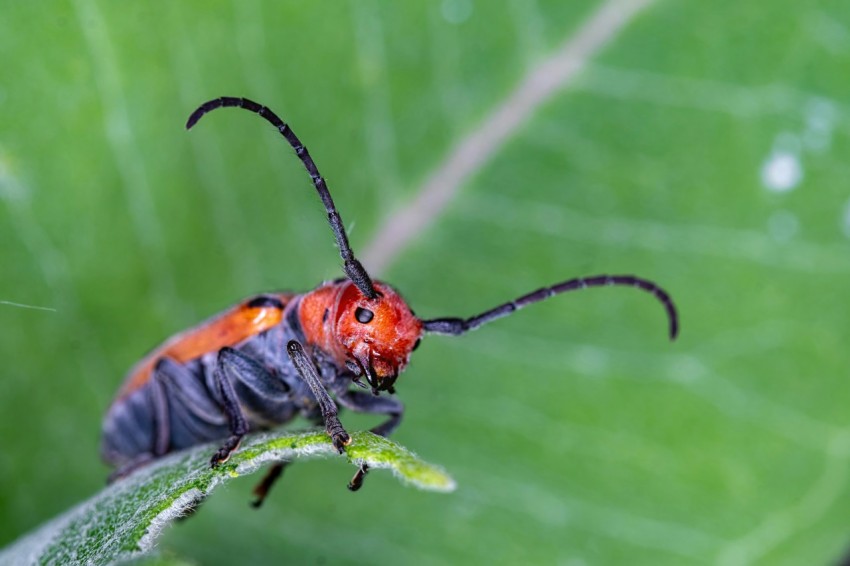 a close up of a bug on a leaf