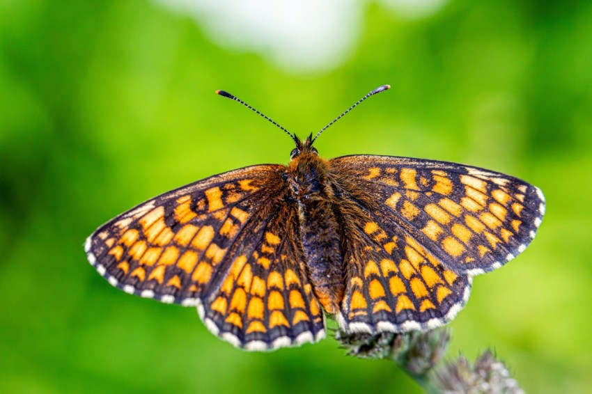 a close up of a butterfly on a plant