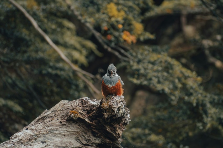 a bird sitting on top of a tree branch