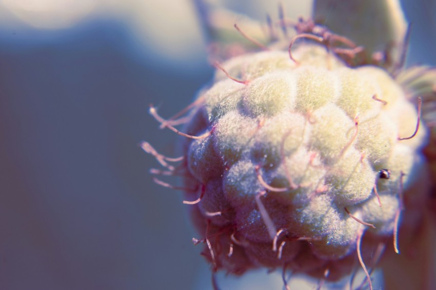 a close up of a flower with a blurry background jr