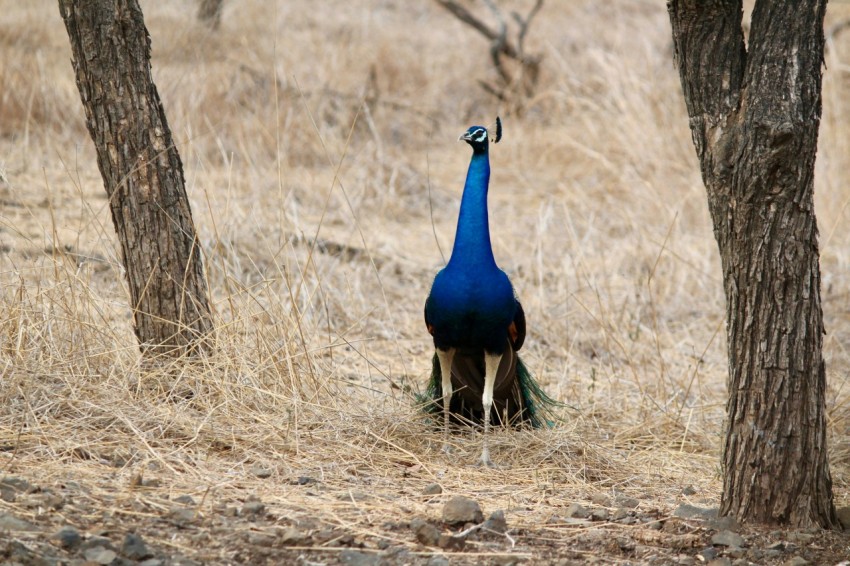 a blue bird standing in the middle of a forest