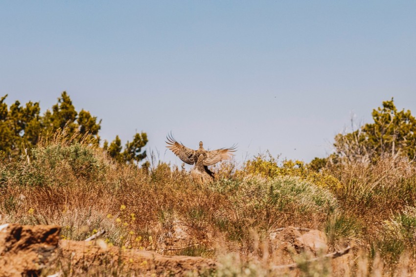 a bird flying over a dry grass covered hillside