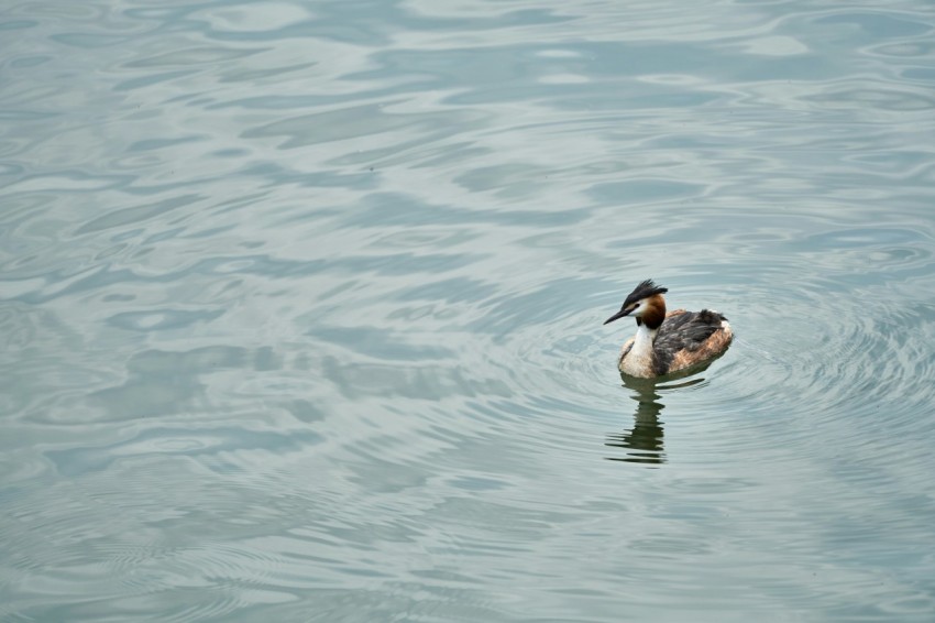 a duck floating on top of a body of water