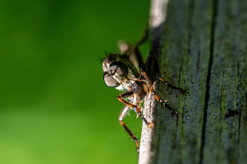 a close up of a bug on a wooden surface