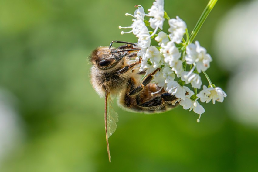 a close up of a bee on a flower