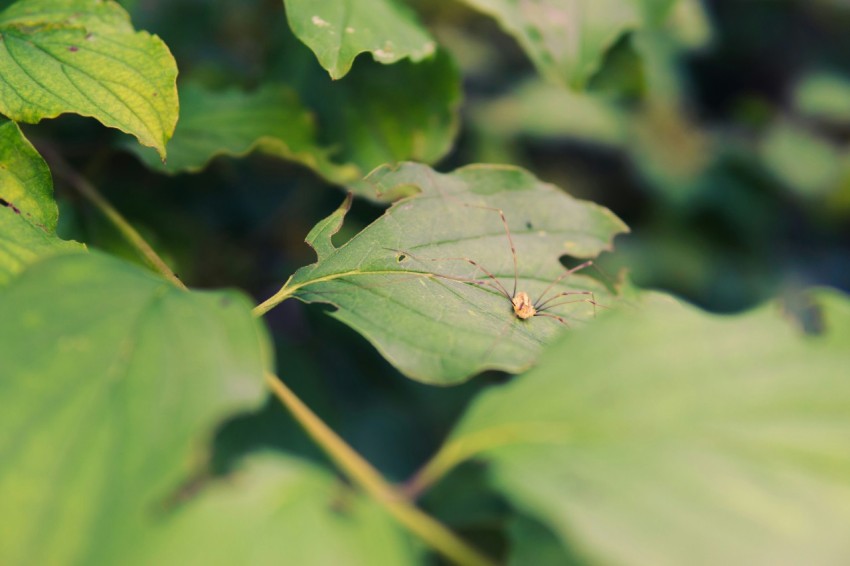 a close up of a leaf with a bug on it