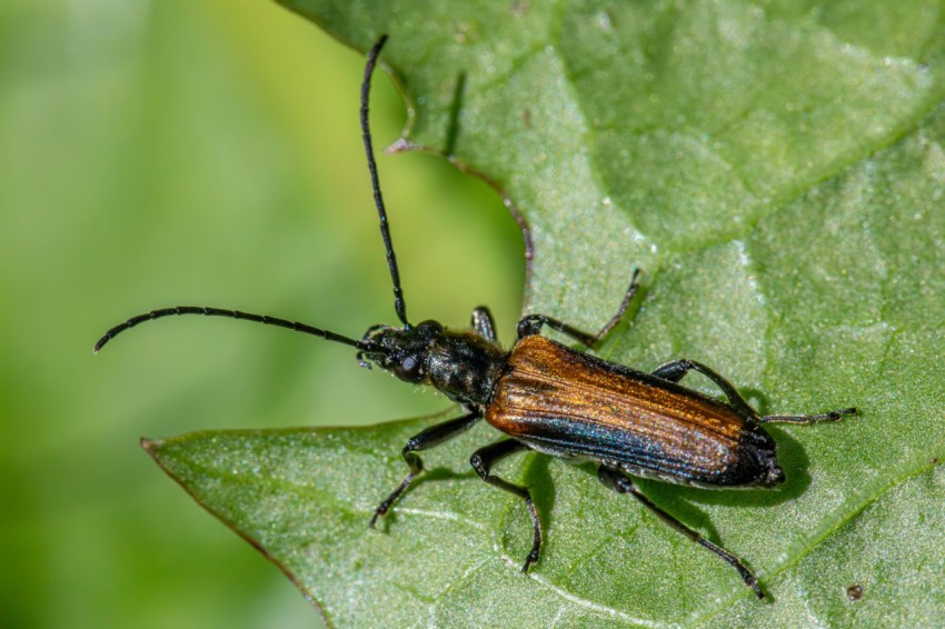 a close up of a bug on a leaf