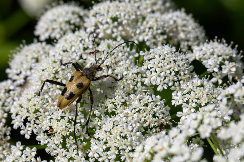 a close up of a flower with a bug on it