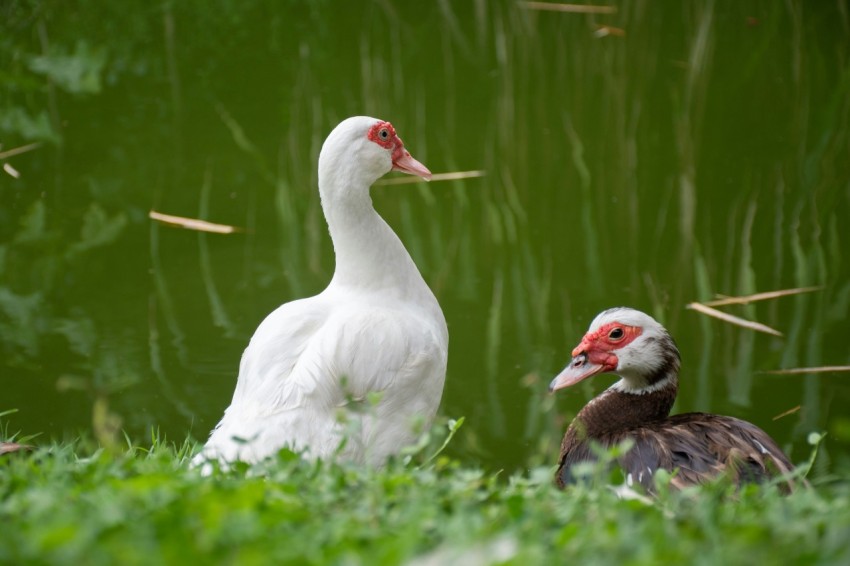 a couple of ducks sitting on top of a lush green field