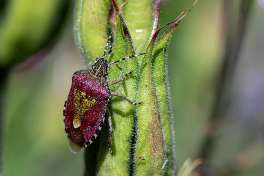 a close up of a bug on a plant