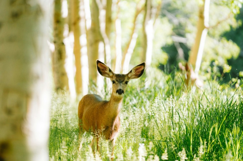 a deer standing in the middle of a forest