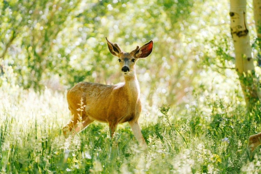 a deer standing in the middle of a forest