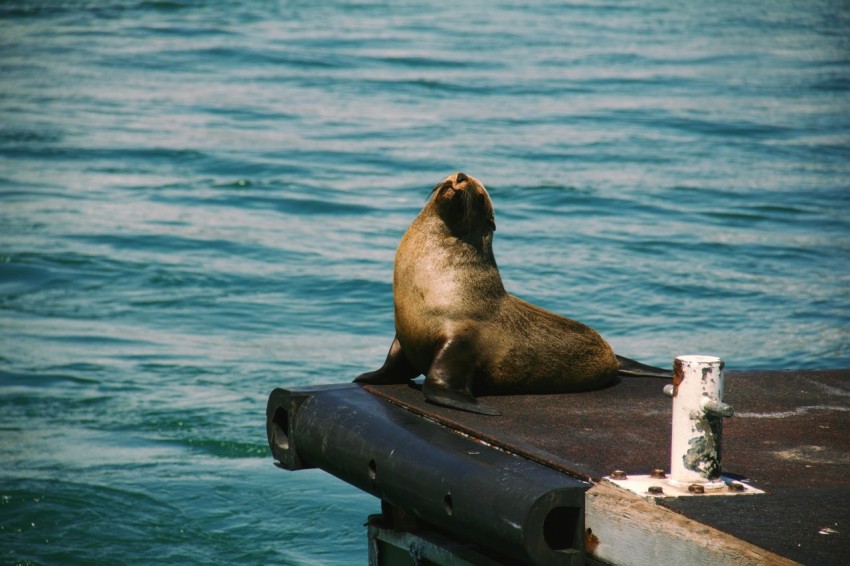 a sea lion sitting on top of a dock