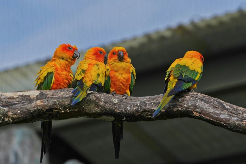 a group of colorful birds sitting on top of a tree branch