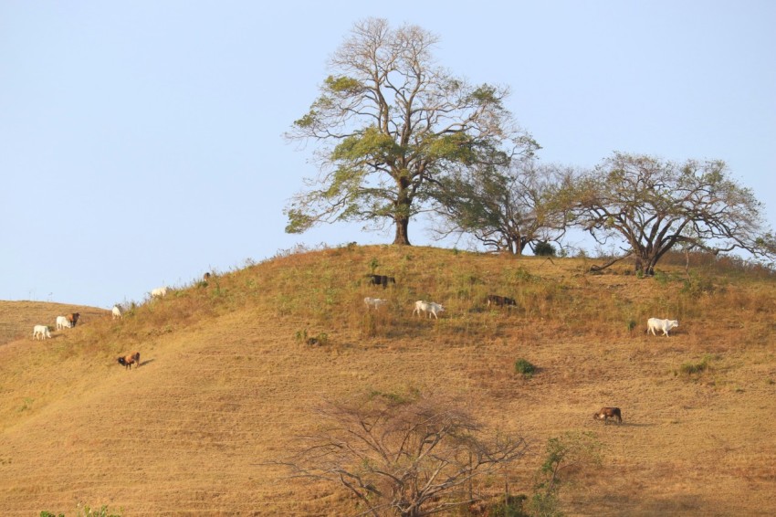 a herd of animals standing on top of a grass covered hill