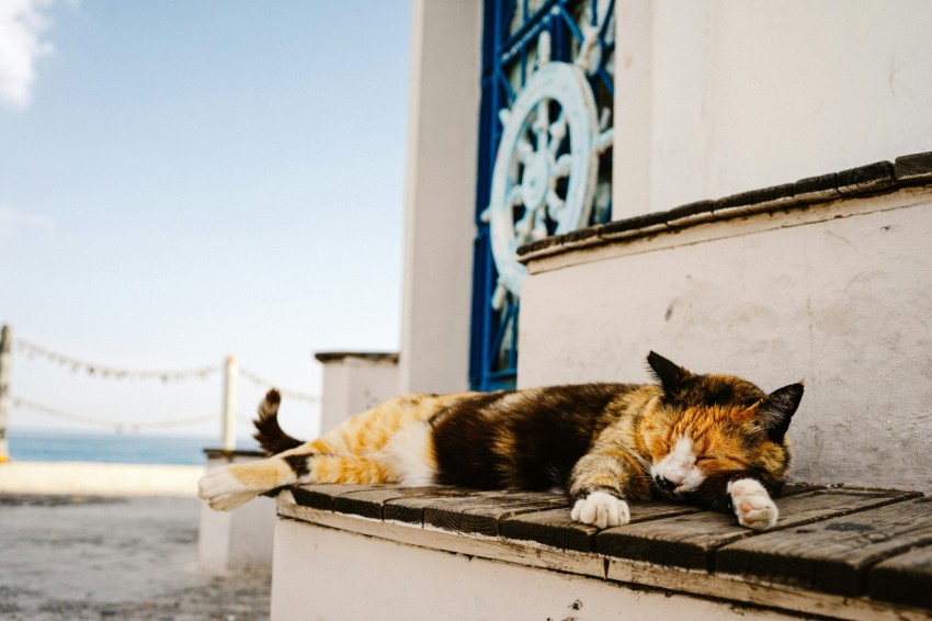 a cat laying on a ledge next to a building oZopOR0d1