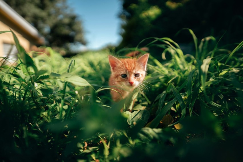 a small kitten sitting in the middle of a lush green field Xhk6ONSyQ