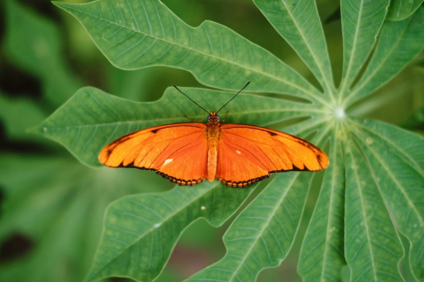 a large orange butterfly sitting on top of a green leaf eMVD