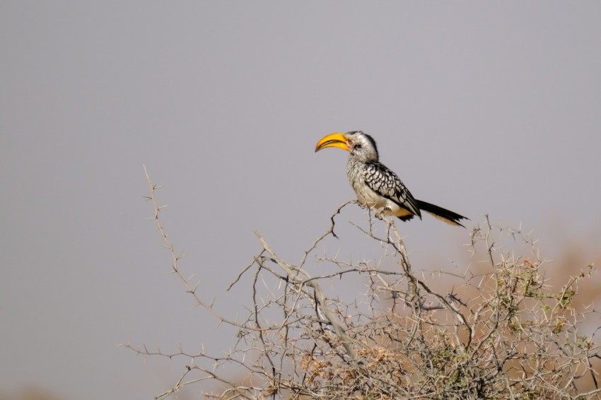 a bird sitting on top of a tree branch