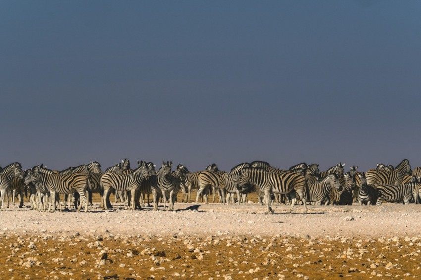 a herd of zebras standing in a field