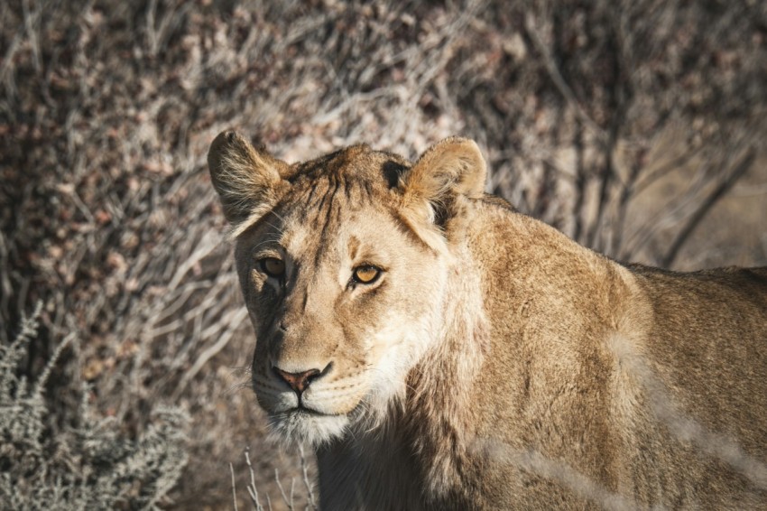 a close up of a lion near a bush